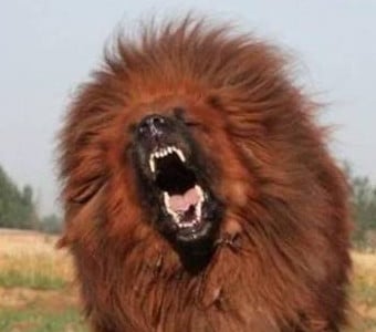 dogo tibetano 31