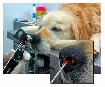 espiga en la nariz de un perro