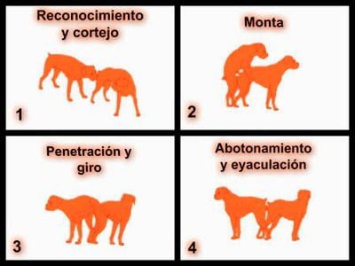 pasos de una monta de perros