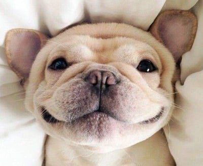 perro feliz con su comida