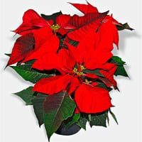 Euphorbia pulcherrima en perros