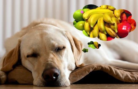perro y fruta