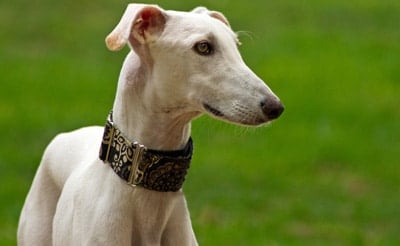 galgo