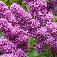 lilas venenosas para perros