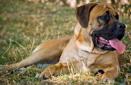 mastiff ingles
