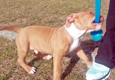 cachorro de pit bull morediendo un juguete