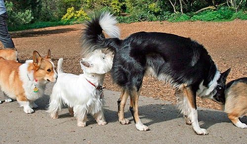 perros oliendose