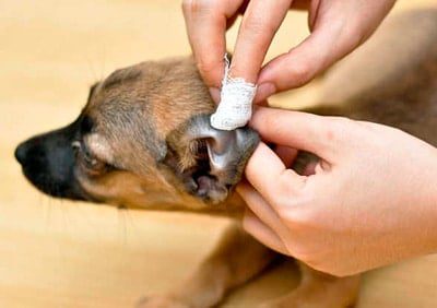 limpiar la oreja con una gasa