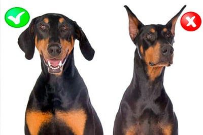 perro con orejas operadas