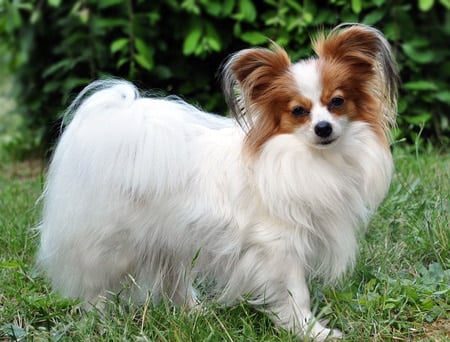 papillón