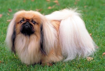 pekinés