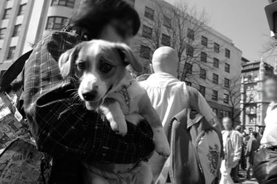 perro en brazos