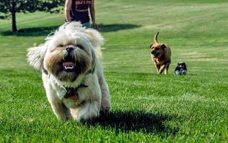 perrito en el parque