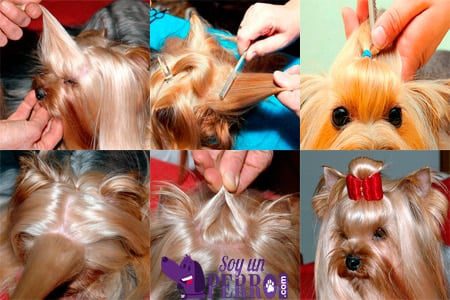 pasos para poner un lazo a un perro