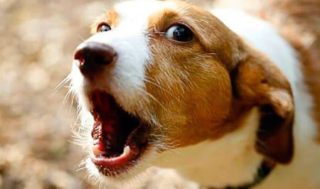 perro ladrando