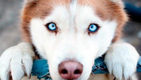 perro con mirada fija