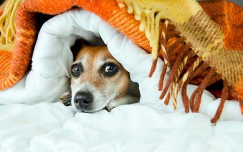 perro asustado que se esconde