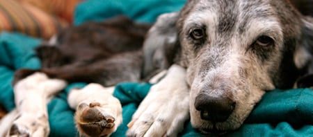 perro anciano