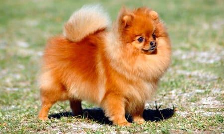 pomerania