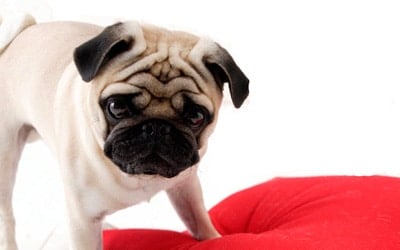 pug carlino