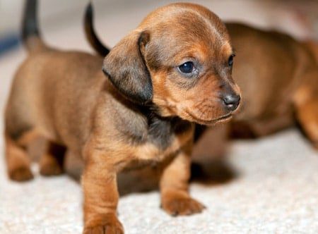 cachorro de raza pequeña