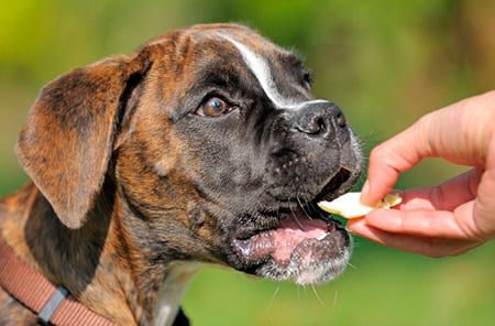 perro comiendo premio