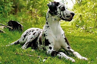 gran danes