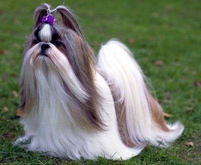 shih tzu peinado