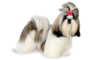 shih tzu famoso