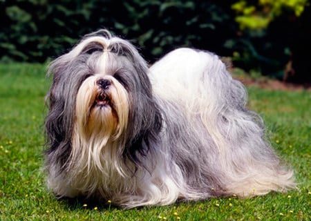 sith tzu