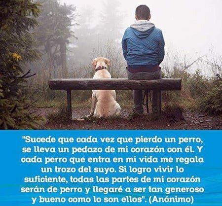 cuando un perro se va al cielo