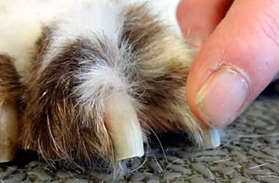perro con las uñas cortadas